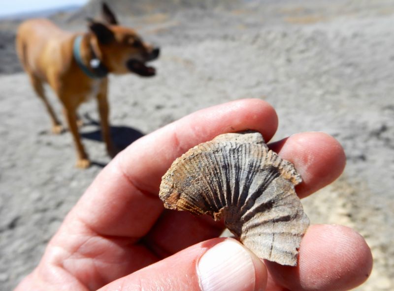 Desmoscaphites bassleri