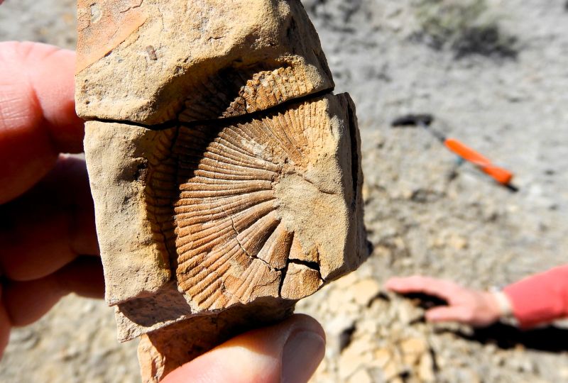 Desmoscaphites bassleri